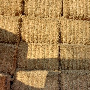 2 Ballots Miscanthus G50