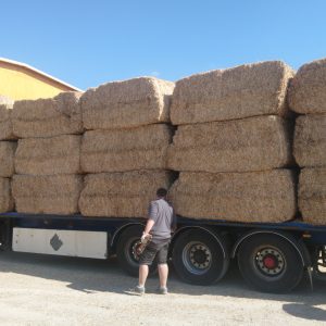 Camion de Miscanthus
